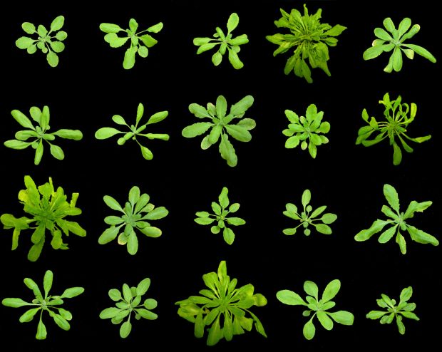 Arabidopsis thaliana